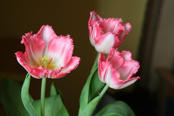 trzy świeże dwubarwne różowo-białe tulipany o soczystych zielonych liściach z widocznymi...