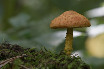 mushroom in the forest
