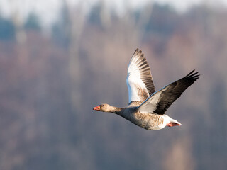 Gans im Flug