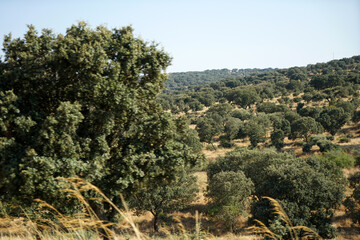 Fototapeta na wymiar Landscape in Portugal's Alantejo photographed in summer