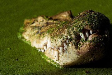 Fototapeta premium Close up photo of mouth and teeth of an Australian saltwater crocodile (Crocodylus porosus).