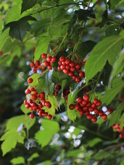 red viburnum