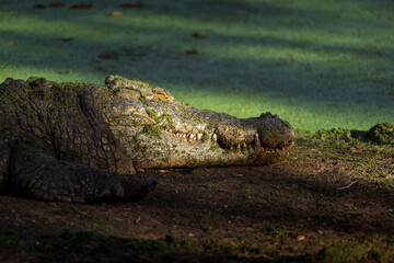 Close-up photo of the head of an Australian saltwater crocodile (Crocodylus porosus) against a green background.