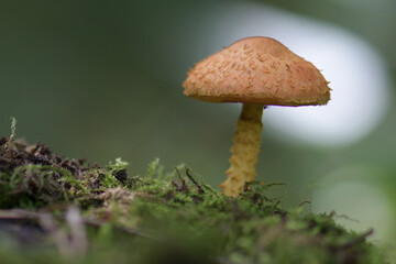 mushroom in the forest