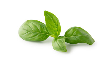 Fresh basil leaves isolated on white background. Clipping path
