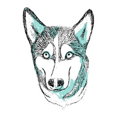 Vector hand drawn portrait of Siberian husky dog