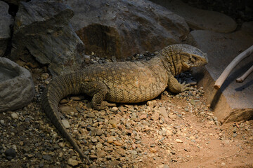 Steppe monitors Varanus exanthematicus are native to Africa, where they inhabit steppes and grasslands. Steppe monitors are diurnal.