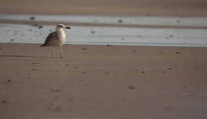 One seagull looking for food in the low tide sea at coastline beach.