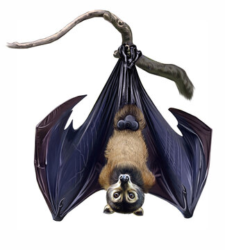 flying foxes (Pteropus)