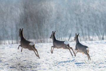 Reh im Schnee