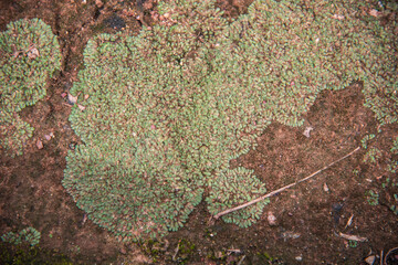 green moss on the stone
