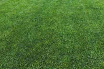 Fototapeta na wymiar Green grass, lawn, meadow grass field for football