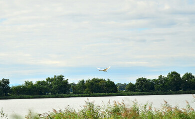 Łabędzie w locie.  © zibi