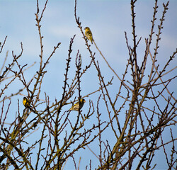 Three Siskins sitting in a bush in spring.