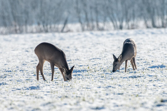 Rehe