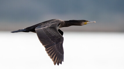 Kormoran