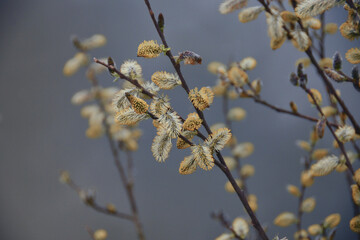 Catkins - willow flowers, soft and cute