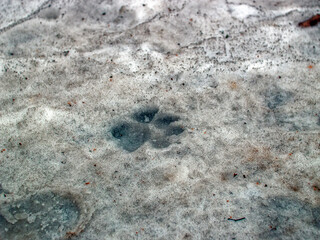 dog footprints in the snow in the forest, Moscow