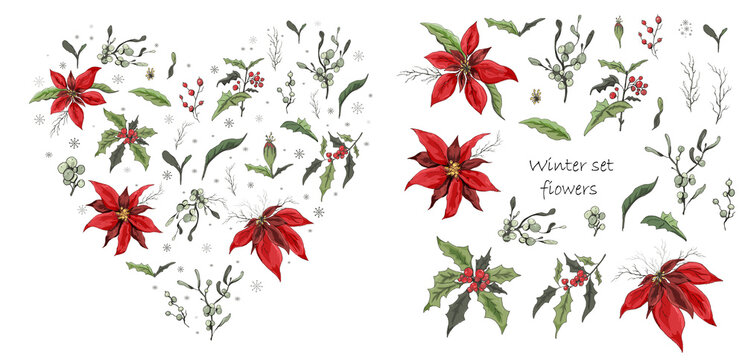 Set of winter flowers (poinsettia, white mistletoe, Holly) isolated on a white background. realistic hand-drawn doodles, colorful ornaments, decorations for seasonal cards, posters. Vintage style
