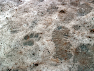 dog footprints in the snow in the forest, Moscow