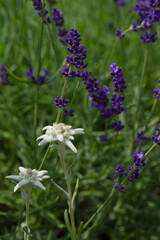 Edelweiss mit Lavendel