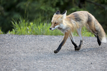 Fox crossing the street in Yellowstone National Park