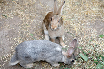 Zwei junge Kaninchen in Streichelzoo