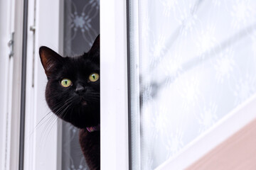 cat looks out of the window of country house