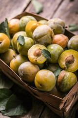 Ripe  yellow  plum fruits harvested in a bascket