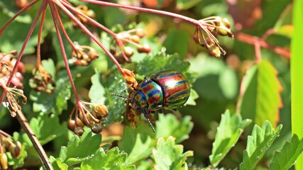 Regenbogen-Blattkäfer (Chrysolina cerealis) bei der Eiablage © Schmutzler-Schaub