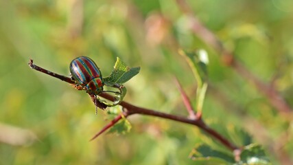 Regenbogen-Blattkäfer (Chrysolina cerealis) auf Weißdorn.