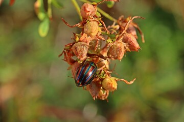 Regenbogen-Blattkäfer (Chrysolina cerealis). © Schmutzler-Schaub