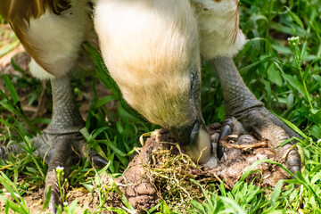 White-headed vulture. A large adult from the order Falconiformes and the family of hawks. Interesting animal feeds on carrion and raw meat, close-up