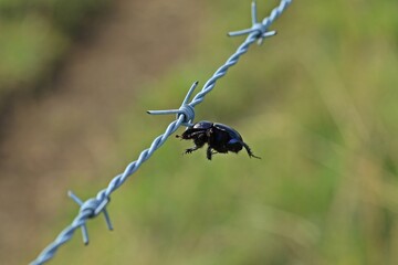 Von einem Neuntöter (Lanius collurio) auf Stacheldraht aufgespießter Mistkäfer