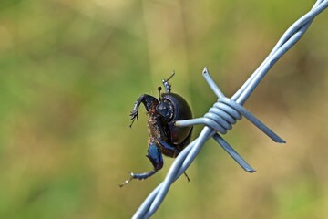 Von einem Neuntöter (Lanius collurio) auf Stacheldraht aufgespießter Mistkäfer