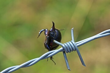 Von einem Neuntöter (Lanius collurio) auf Stacheldraht aufgespießter Mistkäfer