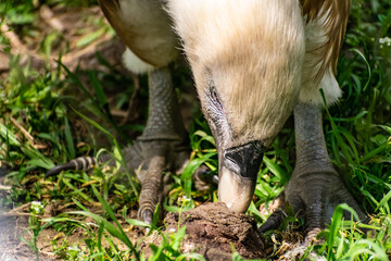 White-headed vulture. A large adult from the order Falconiformes and the family of hawks. Interesting animal feeds on carrion and raw meat, close-up