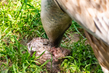 White-headed vulture. A large adult from the order Falconiformes and the family of hawks. Interesting animal feeds on carrion and raw meat, close-up