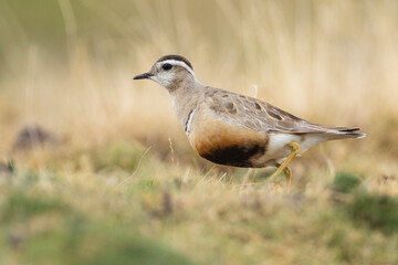 A dotterel (Charadrius morinellus) during its migration in Catalonia