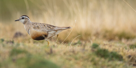 A dotterel (Charadrius morinellus) during its migration in Catalonia