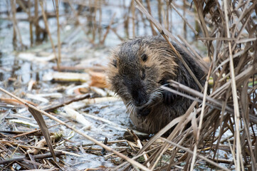 Nutria