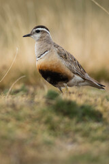 A dotterel (Charadrius morinellus) during its migration in Catalonia