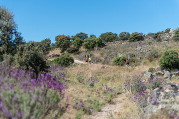 LAVANDA EN LA MONTAÑA 
