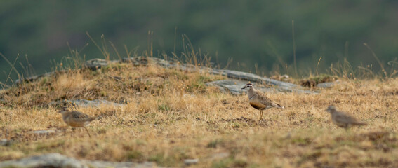 A dotterel (Charadrius morinellus) during its migration in Catalonia