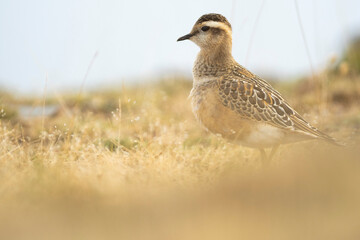 A dotterel (Charadrius morinellus) during its migration in Catalonia