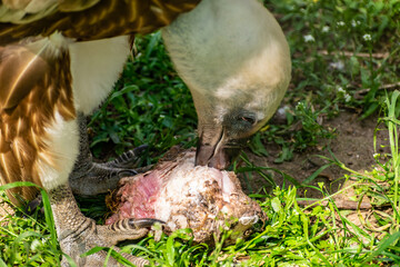 White-headed vulture. A large adult from the order Falconiformes and the family of hawks. Interesting animal feeds on carrion and raw meat, close-up