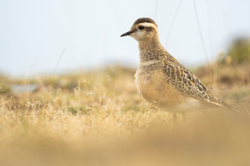 A dotterel (Charadrius morinellus) during its migration in Catalonia