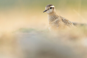 A dotterel (Charadrius morinellus) during its migration in Catalonia