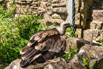 White-headed vulture. A large adult from the order Falconiformes and the family of hawks. Interesting animal feeds on carrion and raw meat, close-up