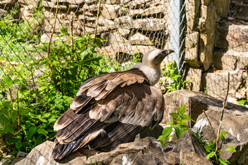 White-headed vulture. A large adult from the order Falconiformes and the family of hawks. Interesting animal feeds on carrion and raw meat, close-up